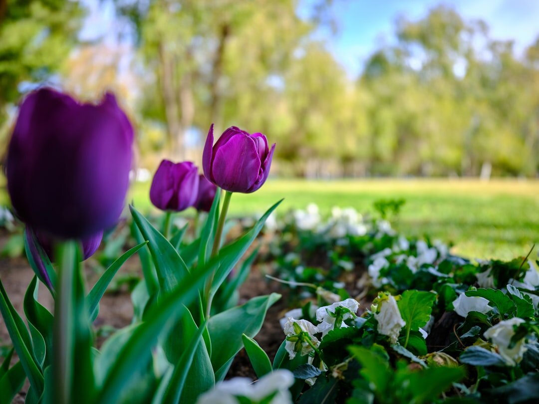 beautiful spring garden with flowers