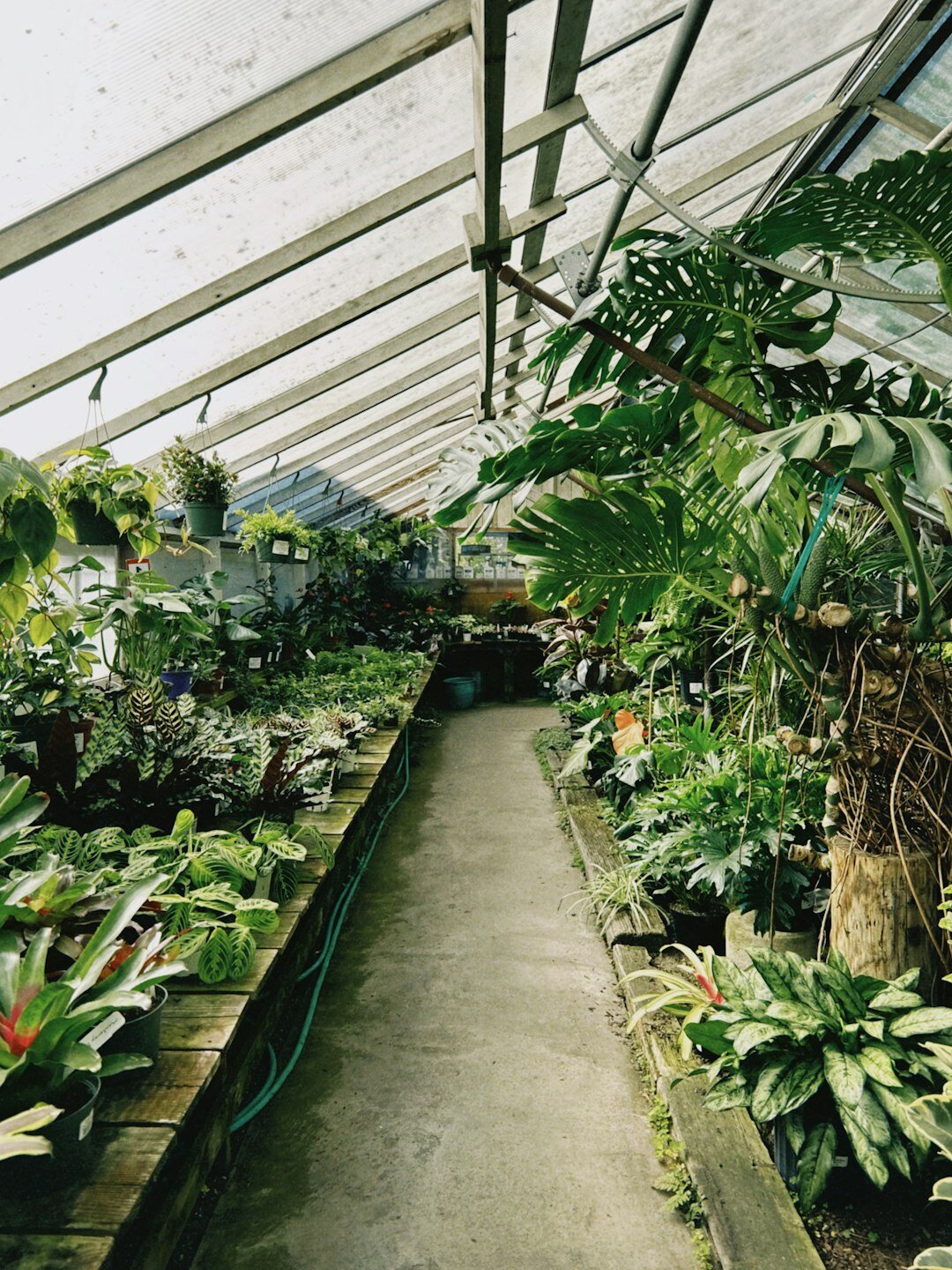 Rows of tomato and cucumber plants growing inside a bright home greenhouse