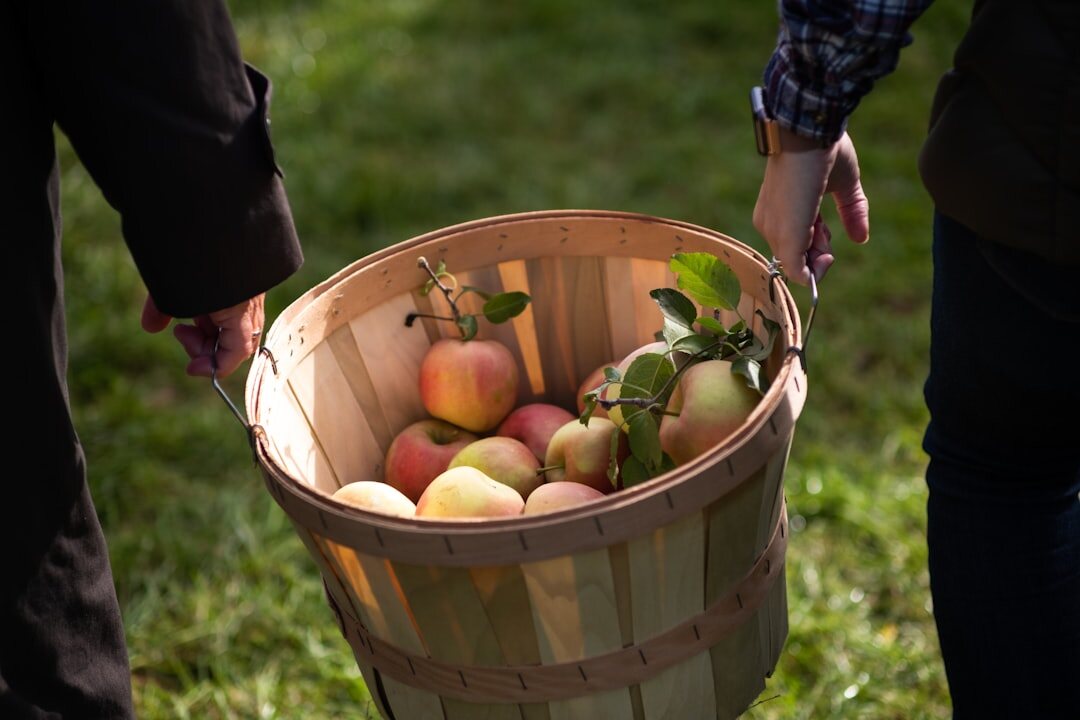 Older Czech couple harvesting apples and vegetables into wooden crates in autumn