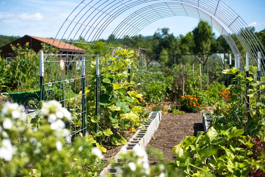 ecological garden with vegetables