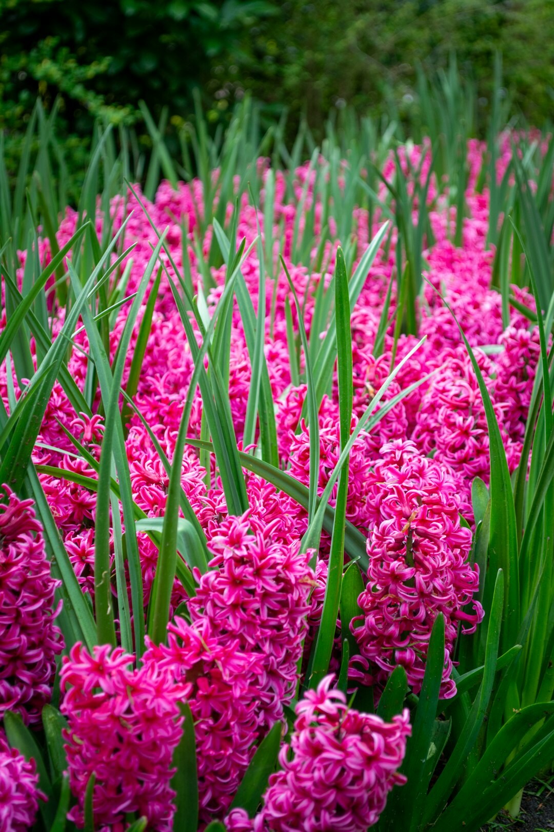 colorful hyacinth flowers