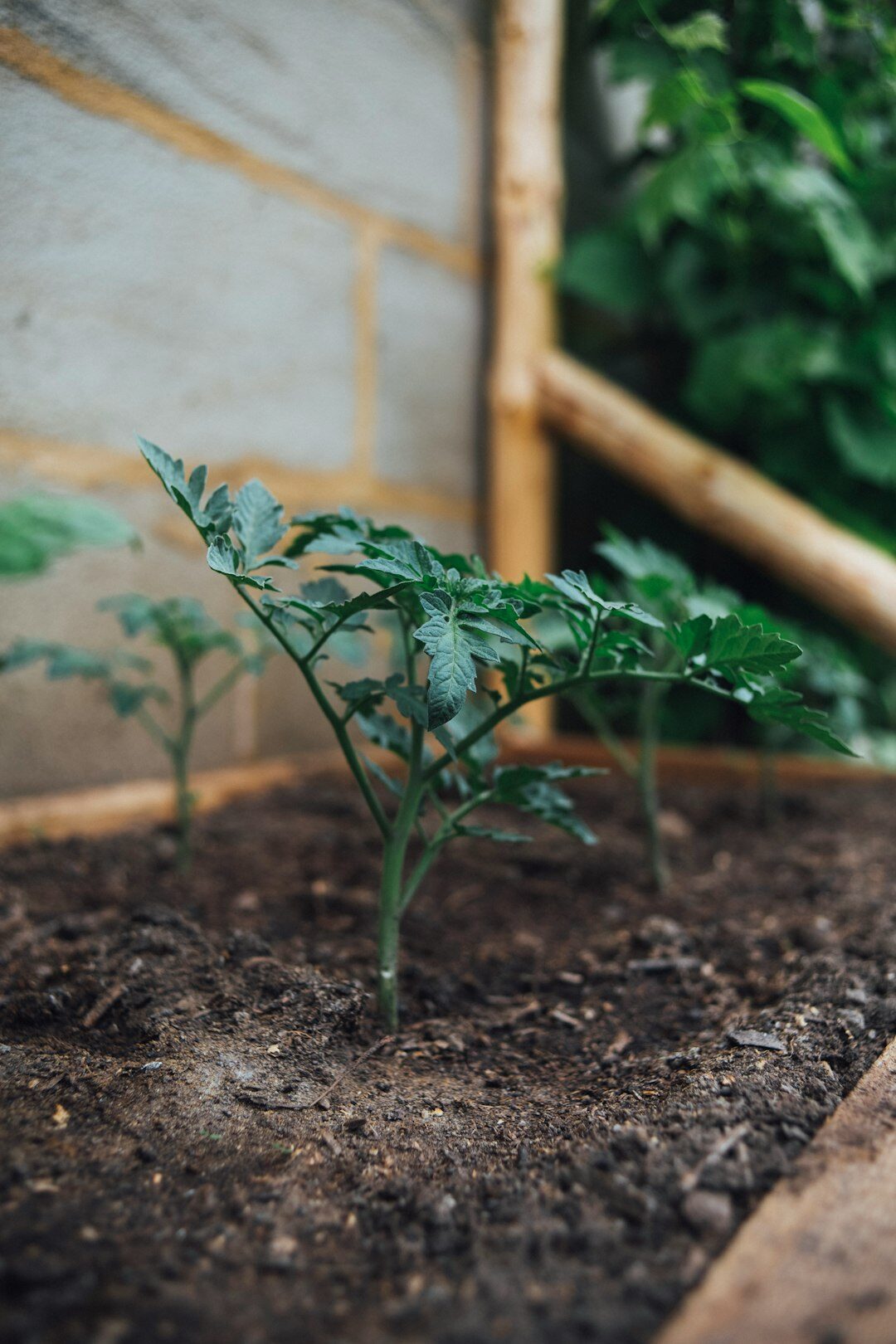 vegetable garden soil preparation