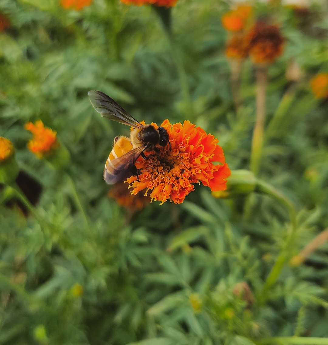 bees on flowers in garden