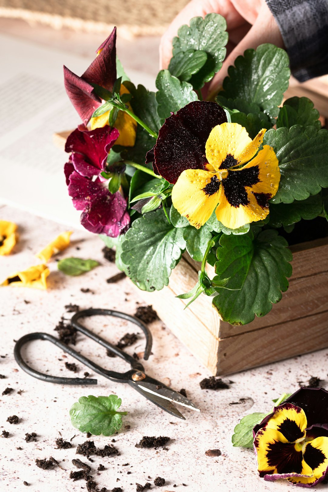 planting flowers in garden
