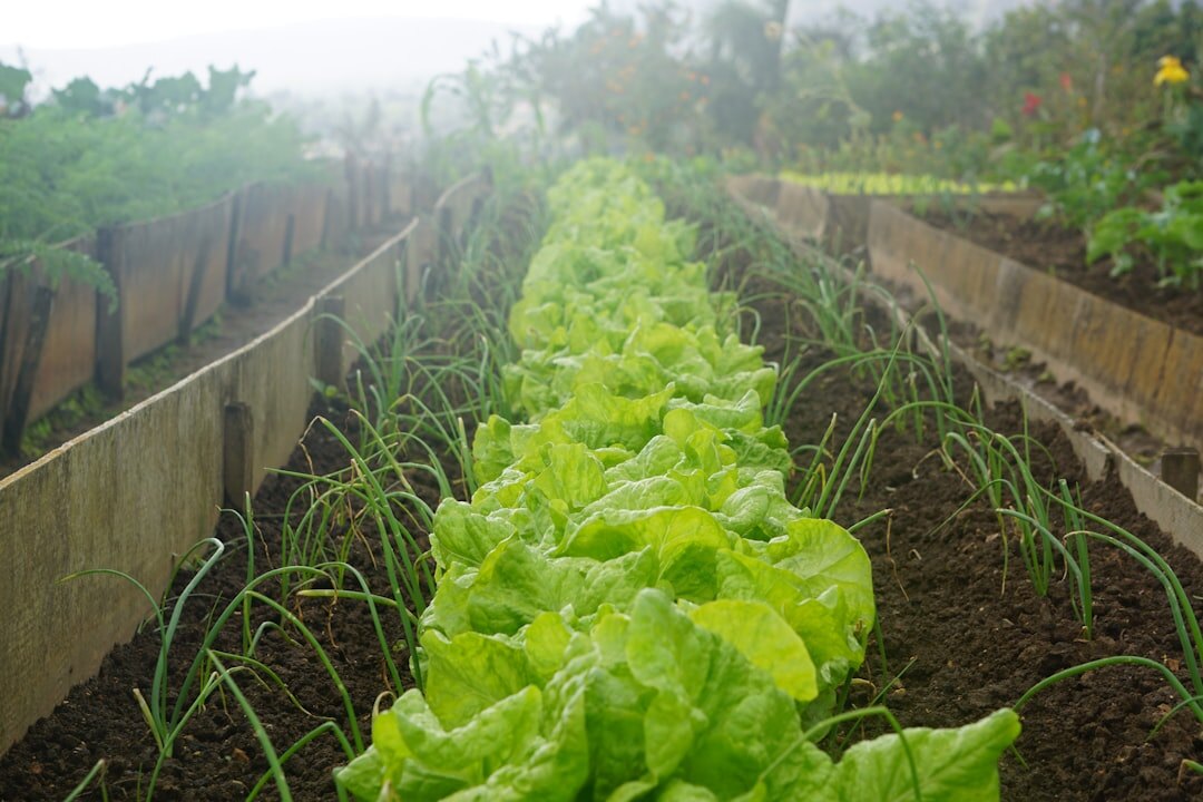 ecological garden with vegetables