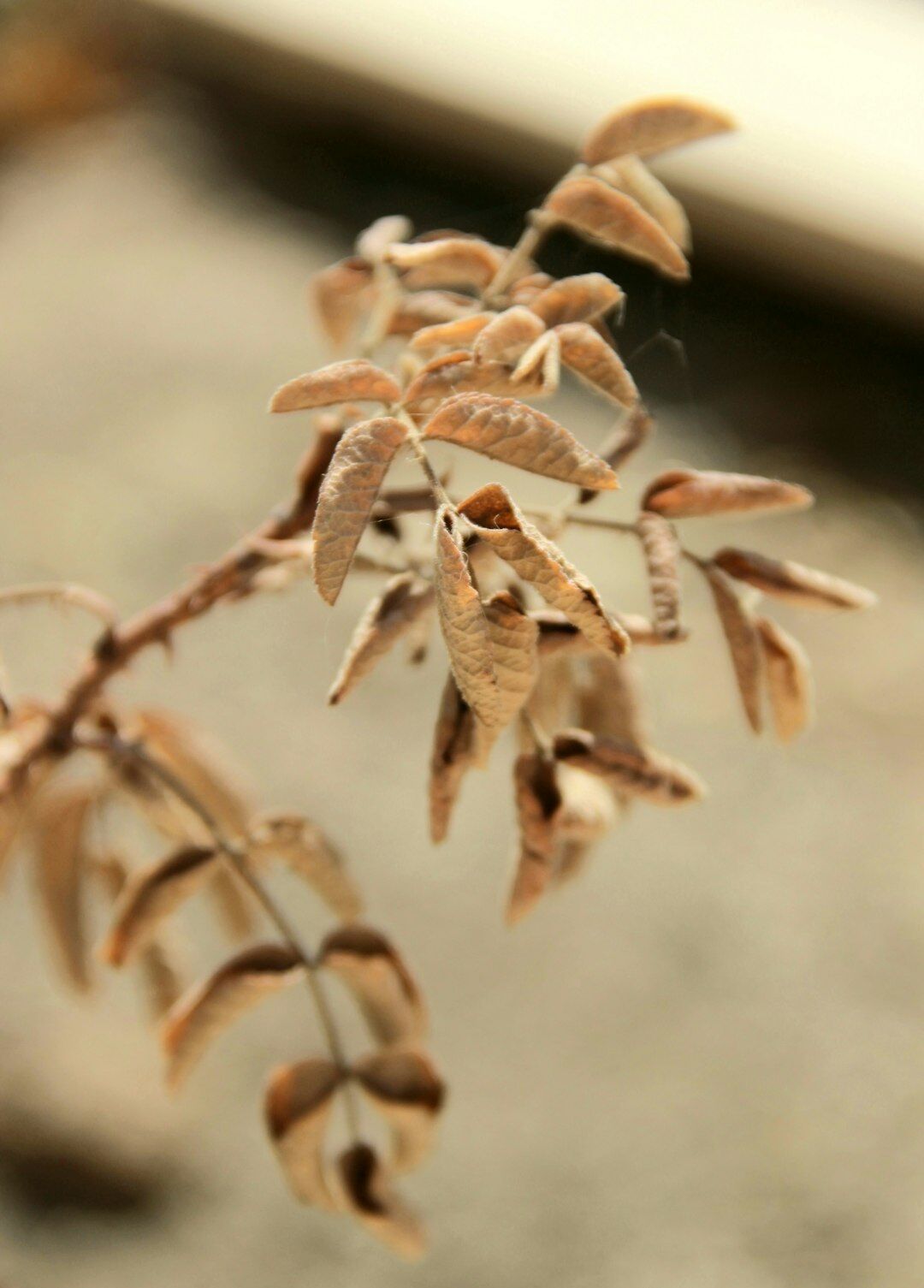 dried out plant