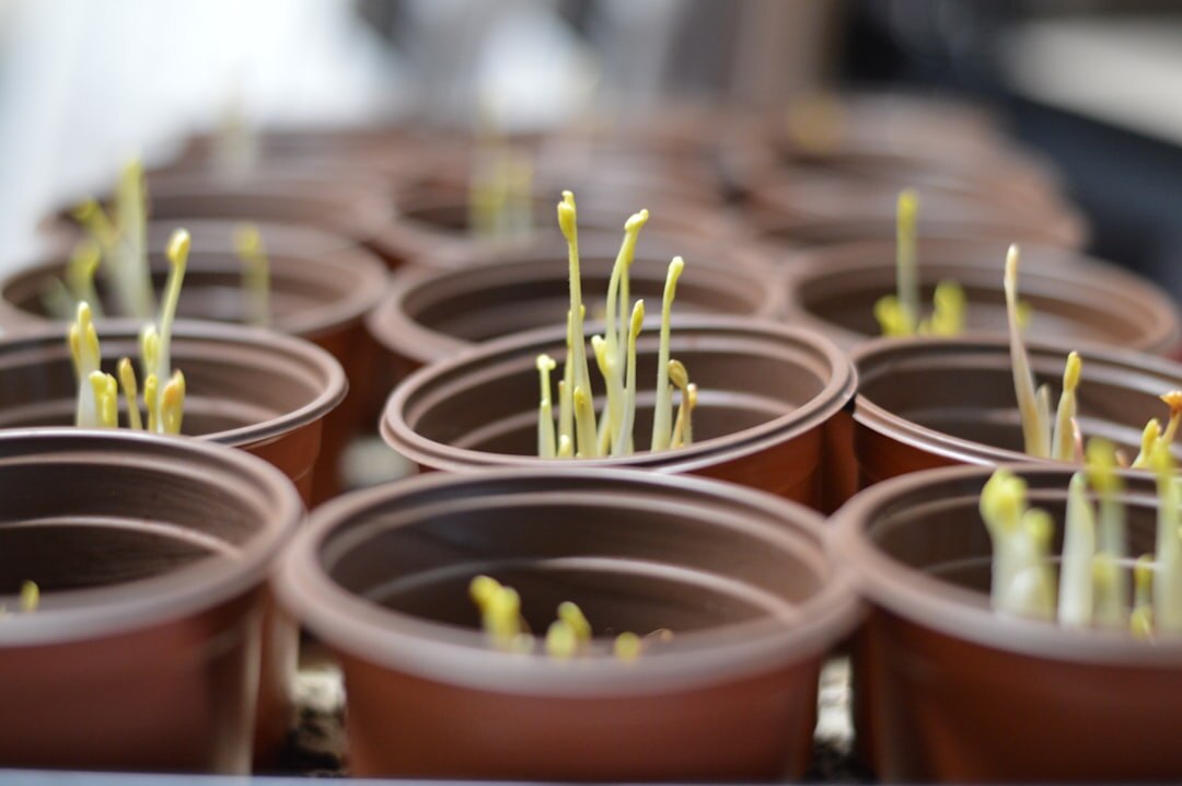 repotting plants