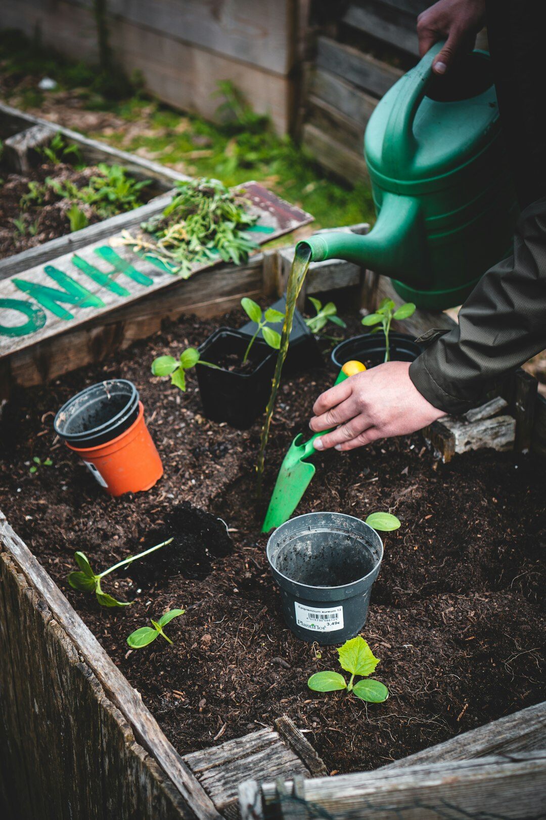 watering vegetable plants