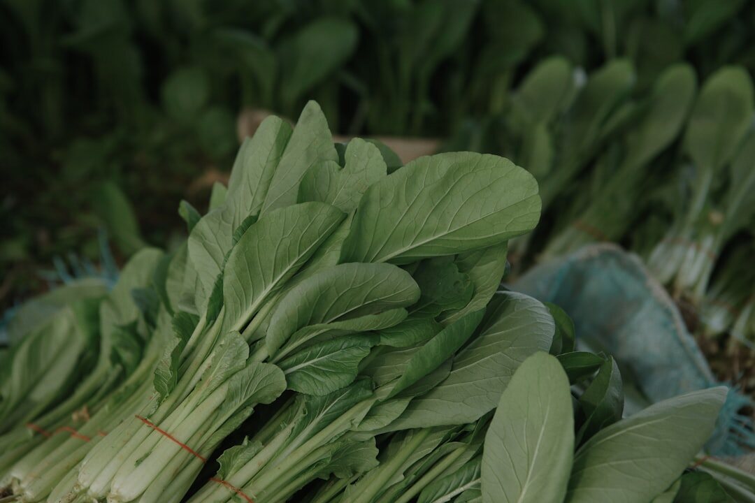harvesting fresh vegetables