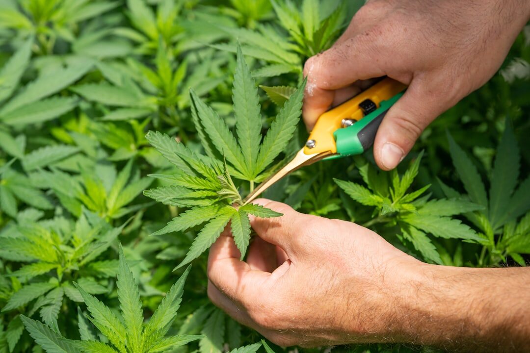 plant soil moisture test