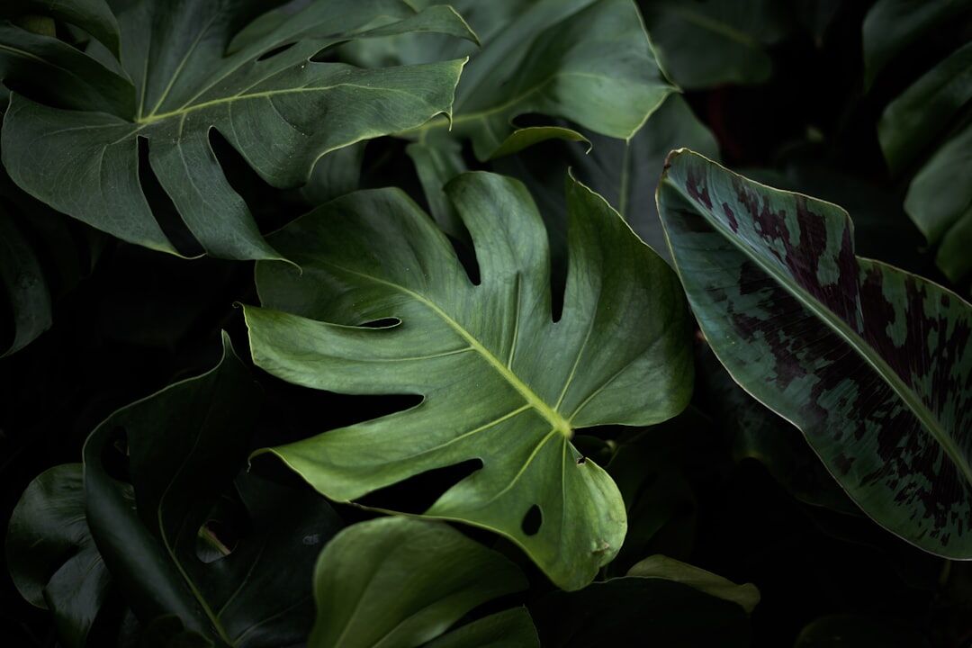 lush green plants