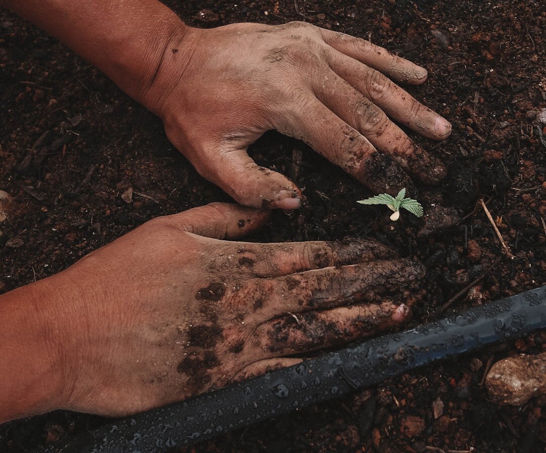 compost pile in garden
