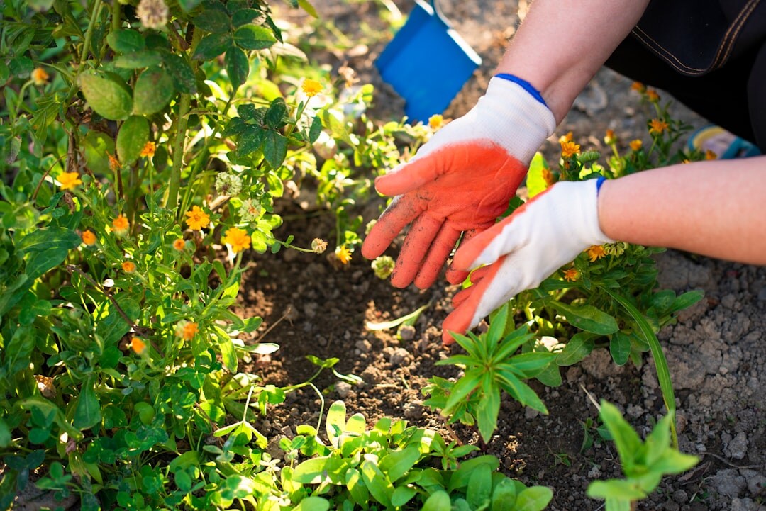woman planting flowers in garden