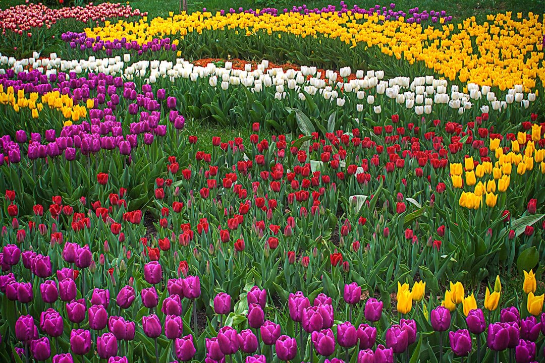 colorful blooming garden flowers