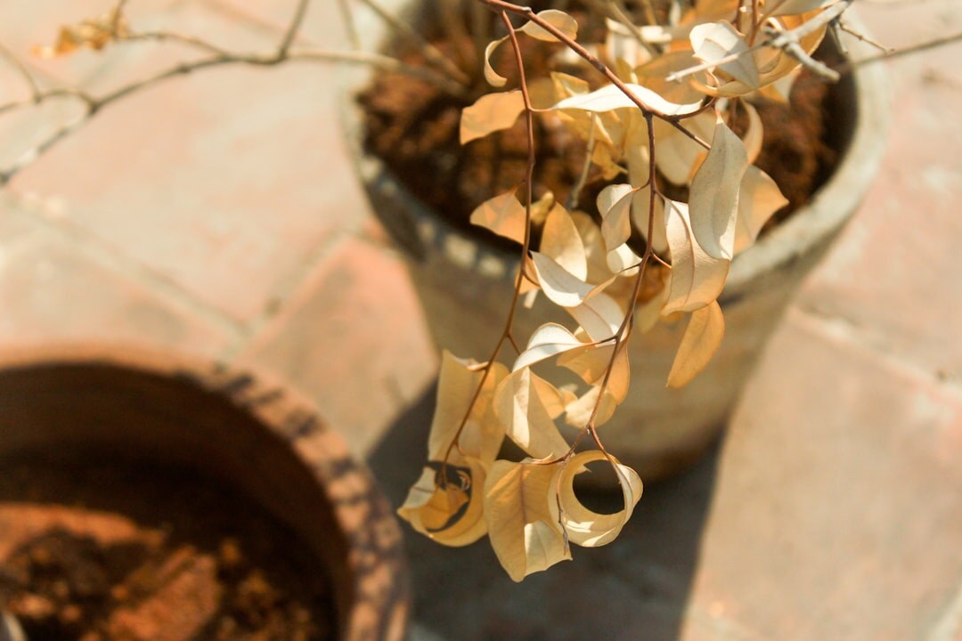 wilted houseplant leaves